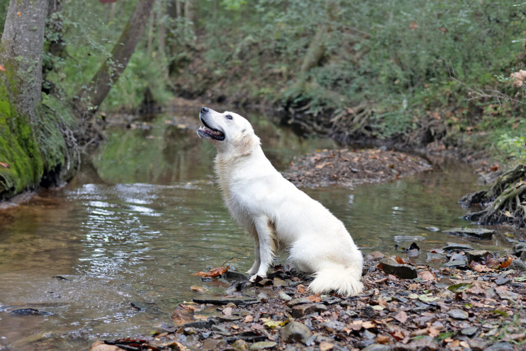 English Cream Golden Retriever on a creek bed