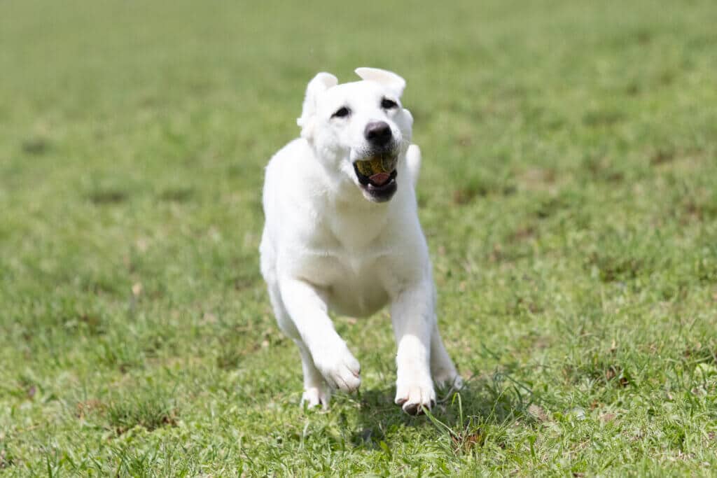 english lab running in grass