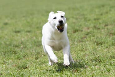 english lab running in grass