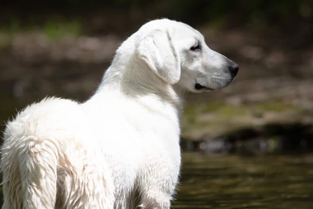 white labrador standing