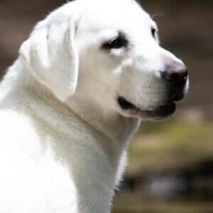 white lab in the woods