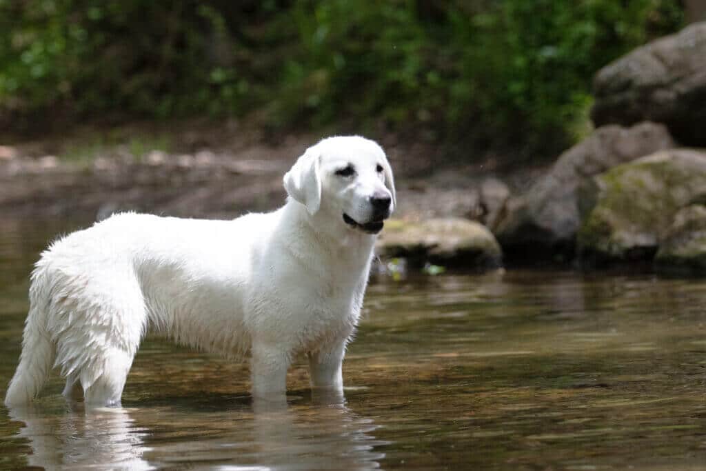 white labrador in the creek