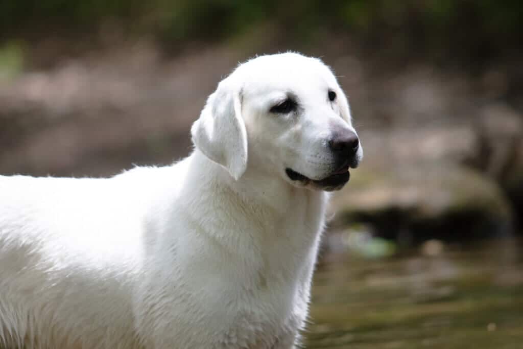 english labrador in the water