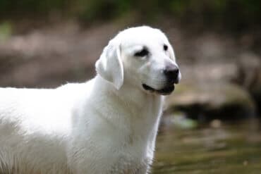 english labrador in the water