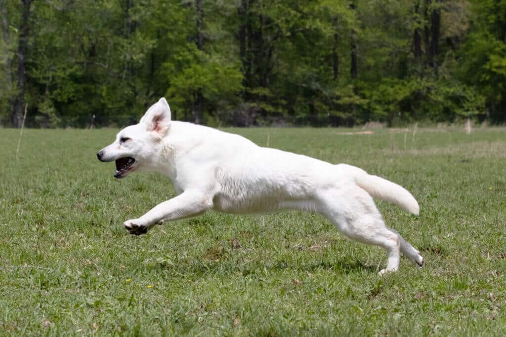 english lab jumping in the grass