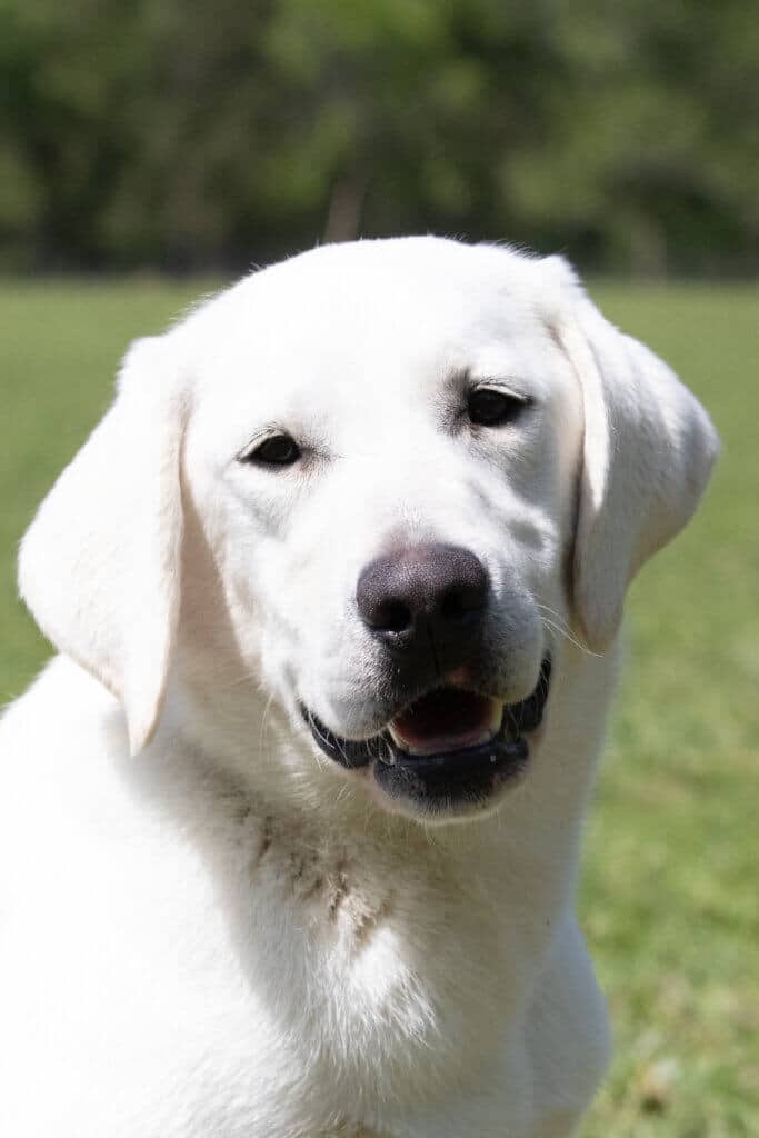 english labrador in the grass