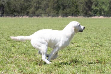 white lab running in the field