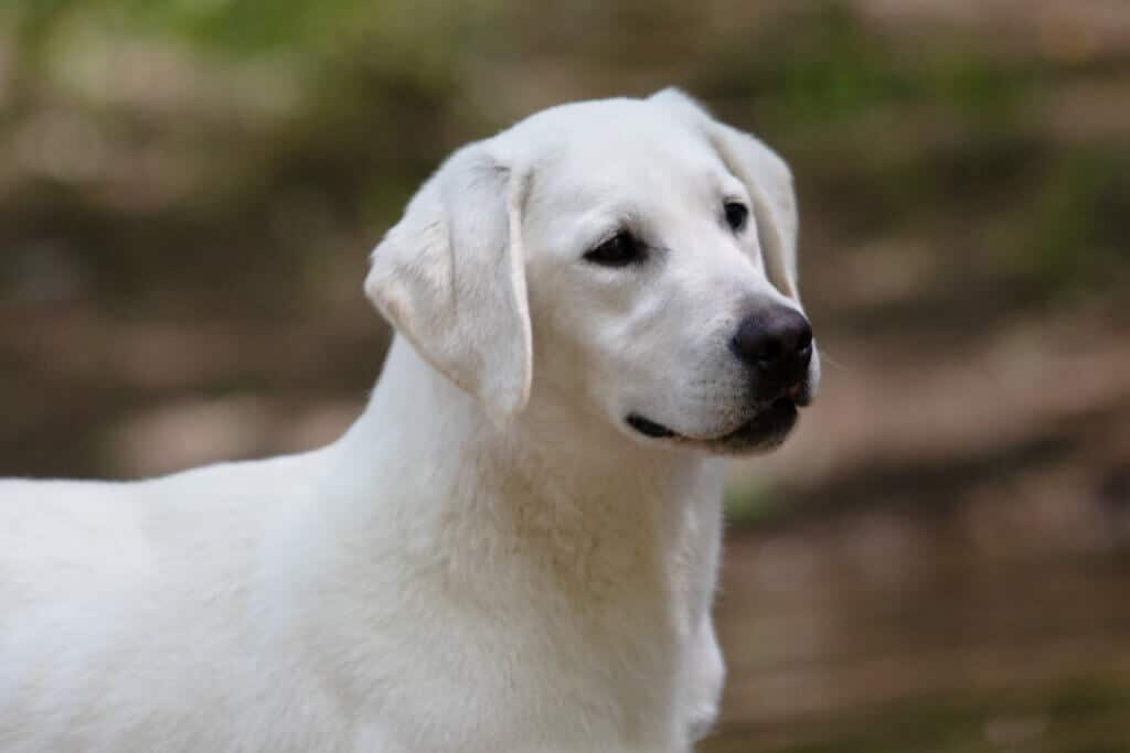 white labrador with head turned