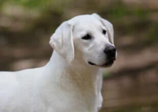 white labrador with head turned