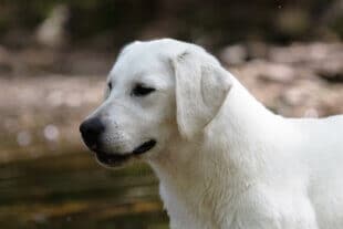 english lab in the woods