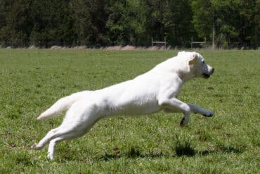 white lab jumping in the air