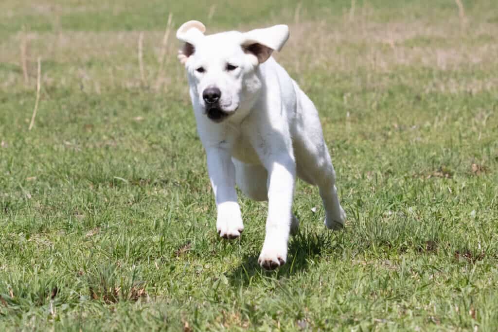 white lab running in the grass