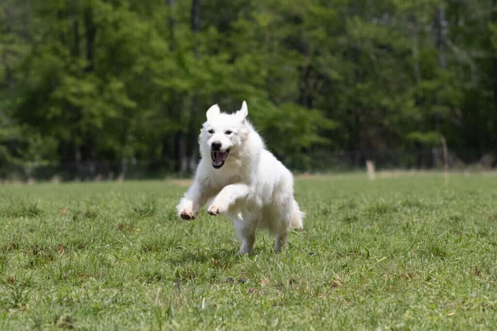 white golden retriever jumping in grass