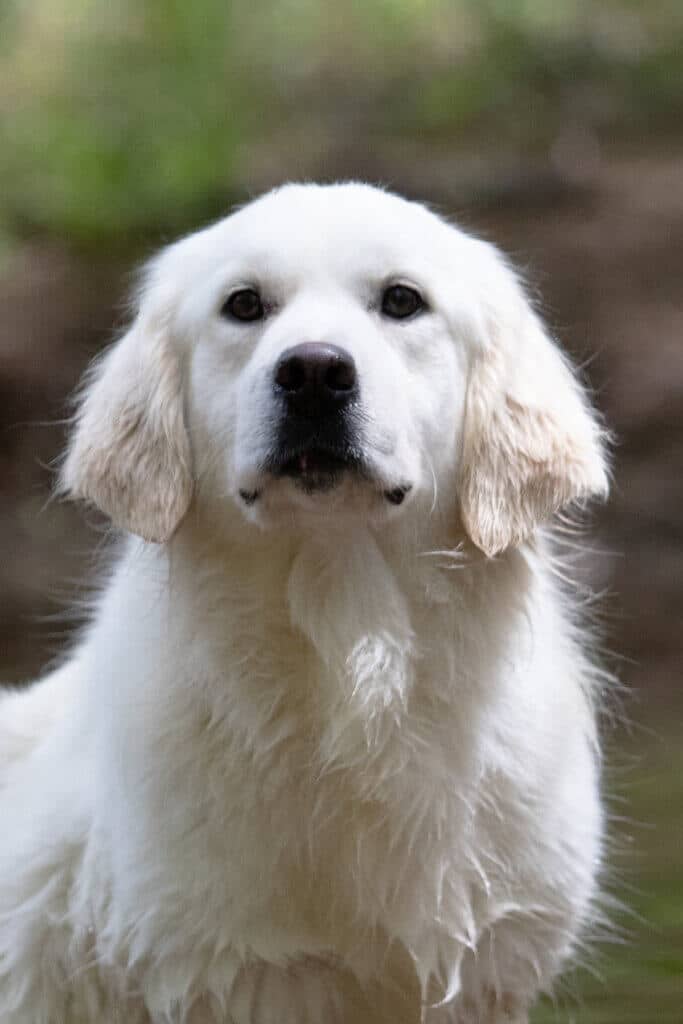 white golden retriever looking at sky