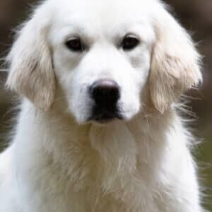 white golden retriever looking at camera