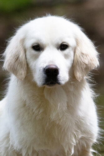 english creme golden retriever