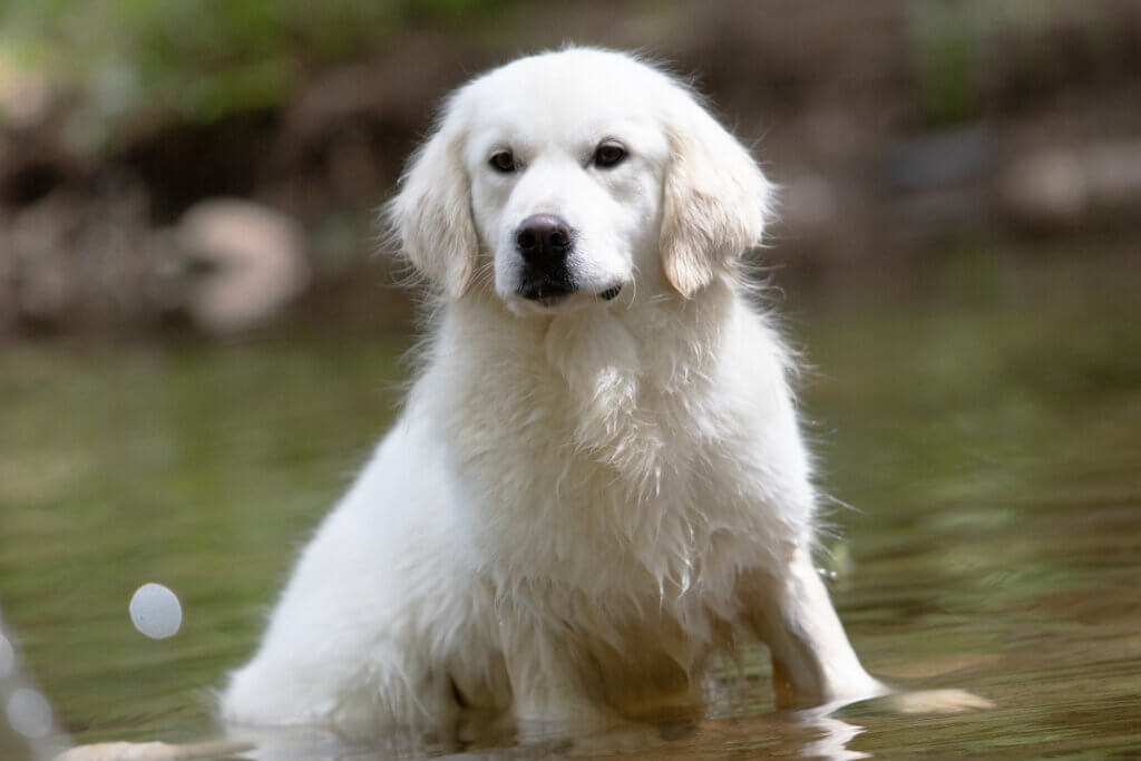 white golden retriever sitting in water