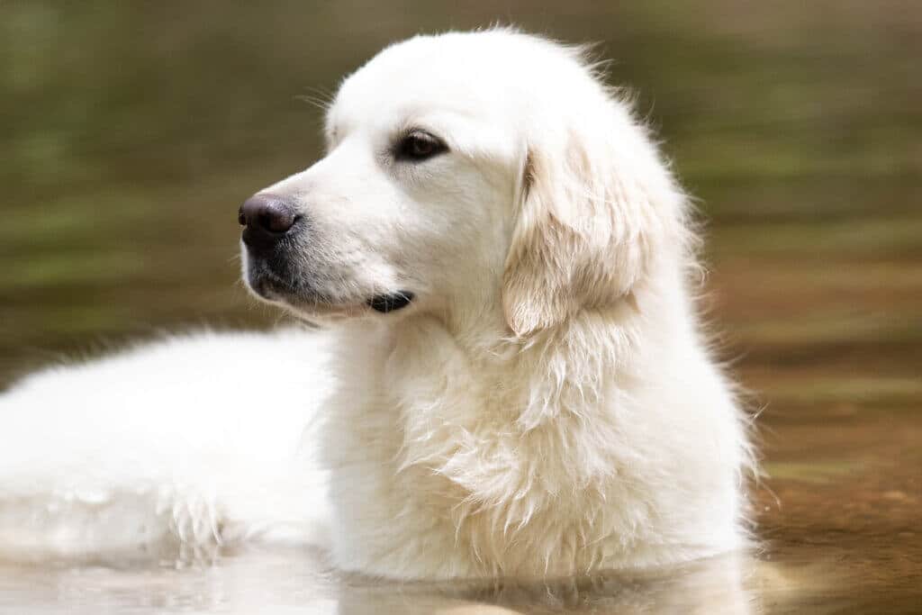 english creme golden retriever lying in creek