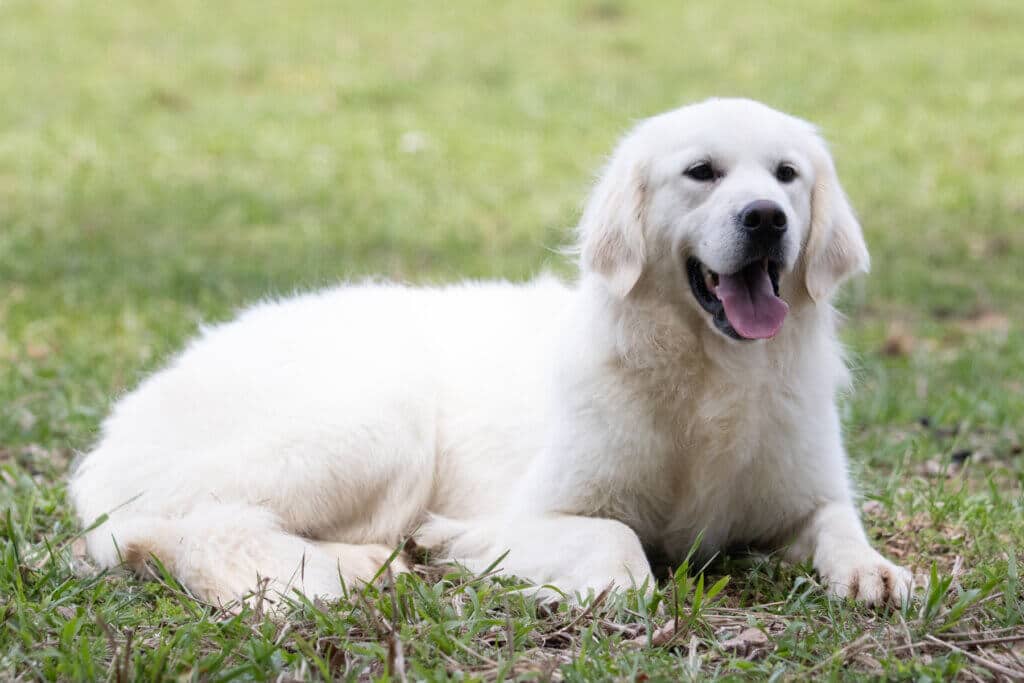 golden retriever in the grass