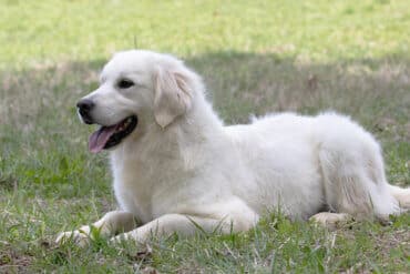 golden retriever in the grass