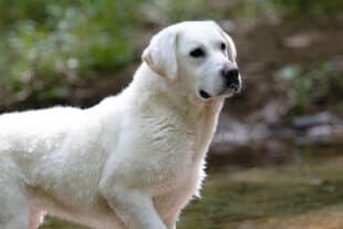 english lab in the creek