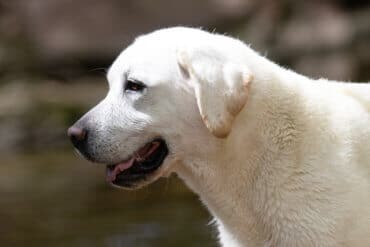 english labrador with block head