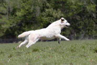 english lab jumping in the air