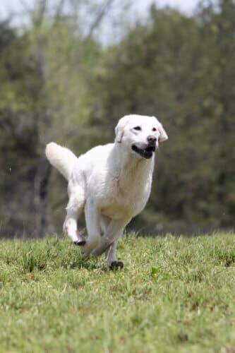 english lab running in grass