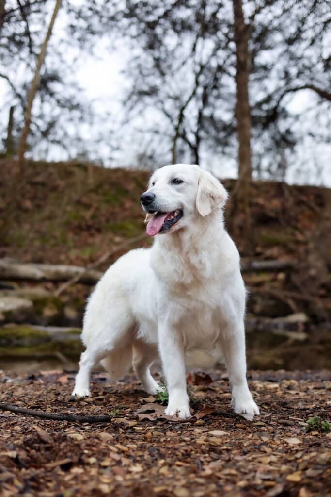 white golden retriever on a creek bed
