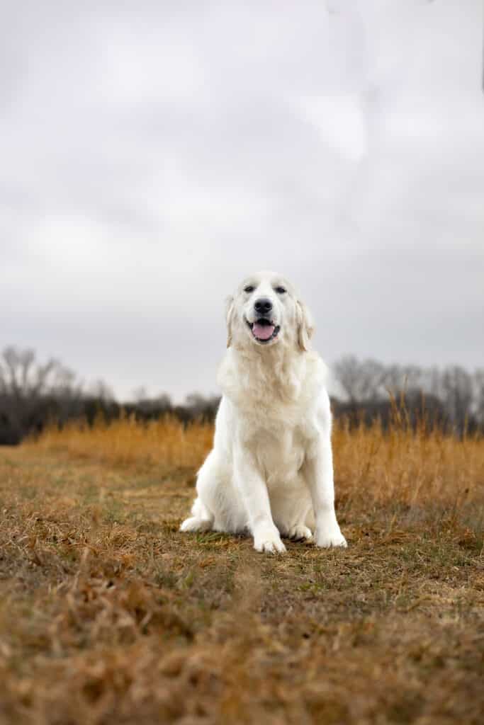 white golden retriever in a field