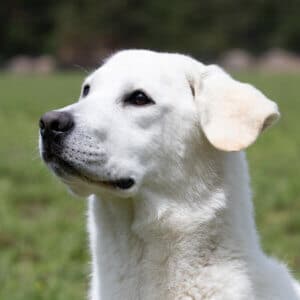 white lab in the field