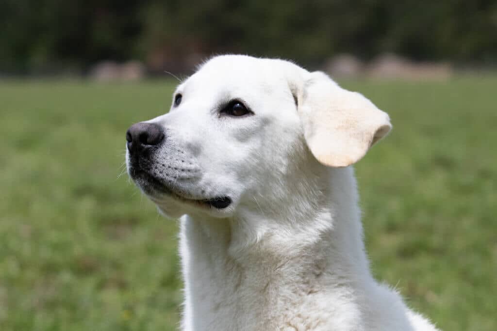 english lab in the field