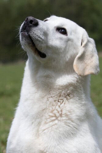 white lab looking at the sky