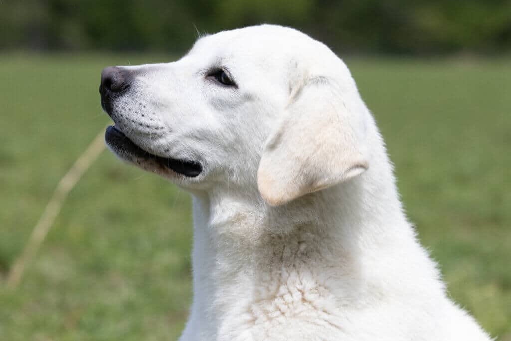 white lab in a hayfield