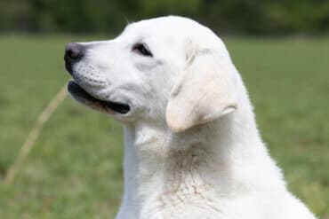 white lab in the grass