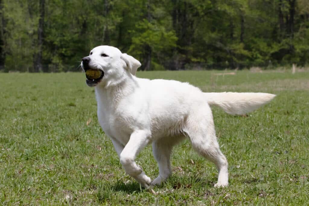 english lab with ball in their mouth