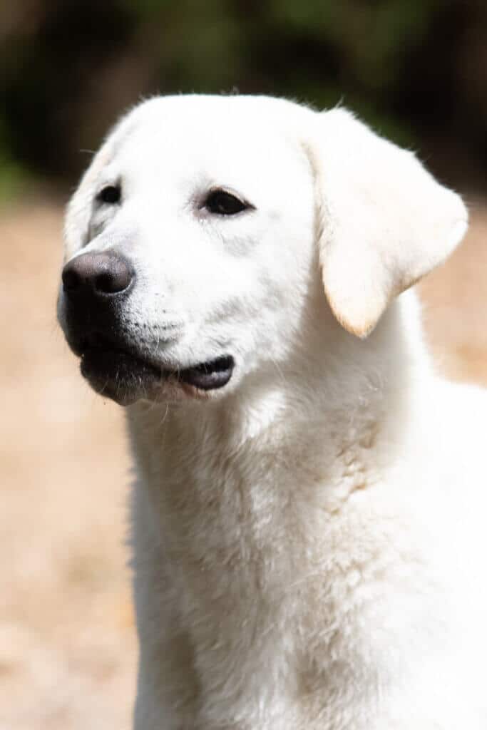 white lab on the gravel bank