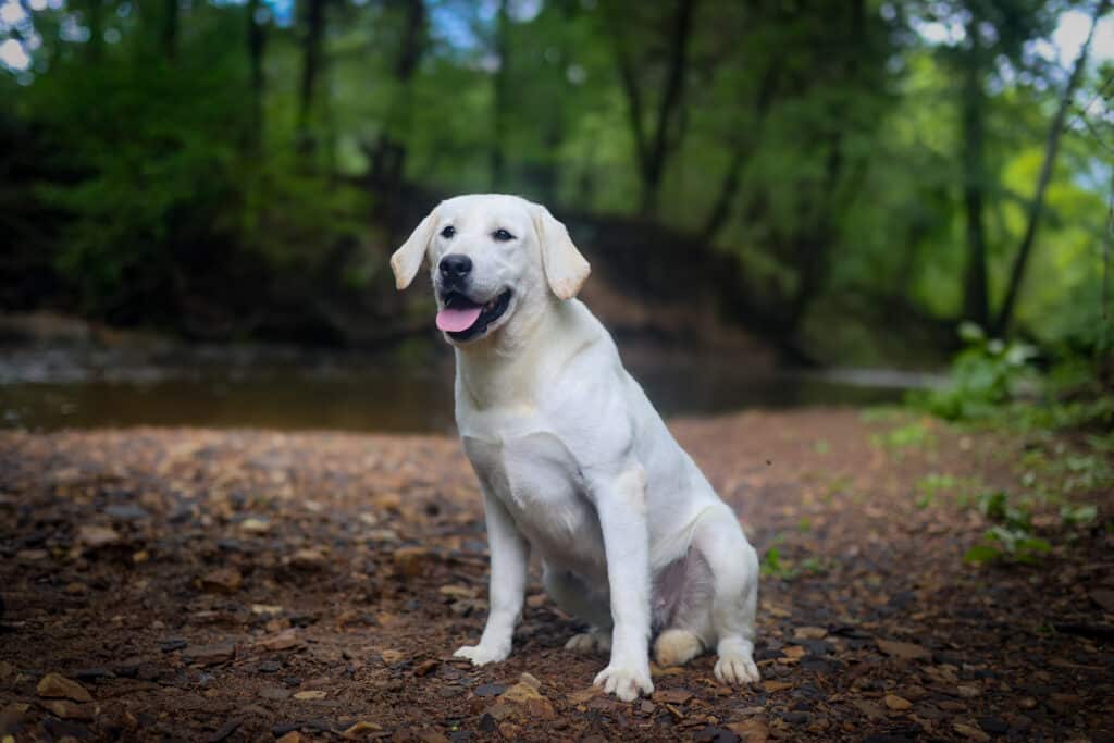 white Labrador sitting on a creek bed