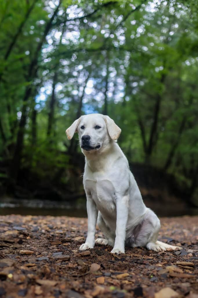 white lab in the woods