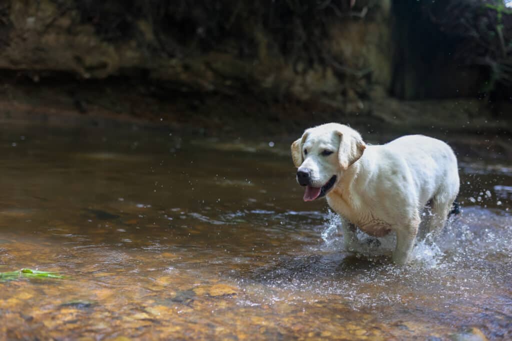 white Labrador running in the water