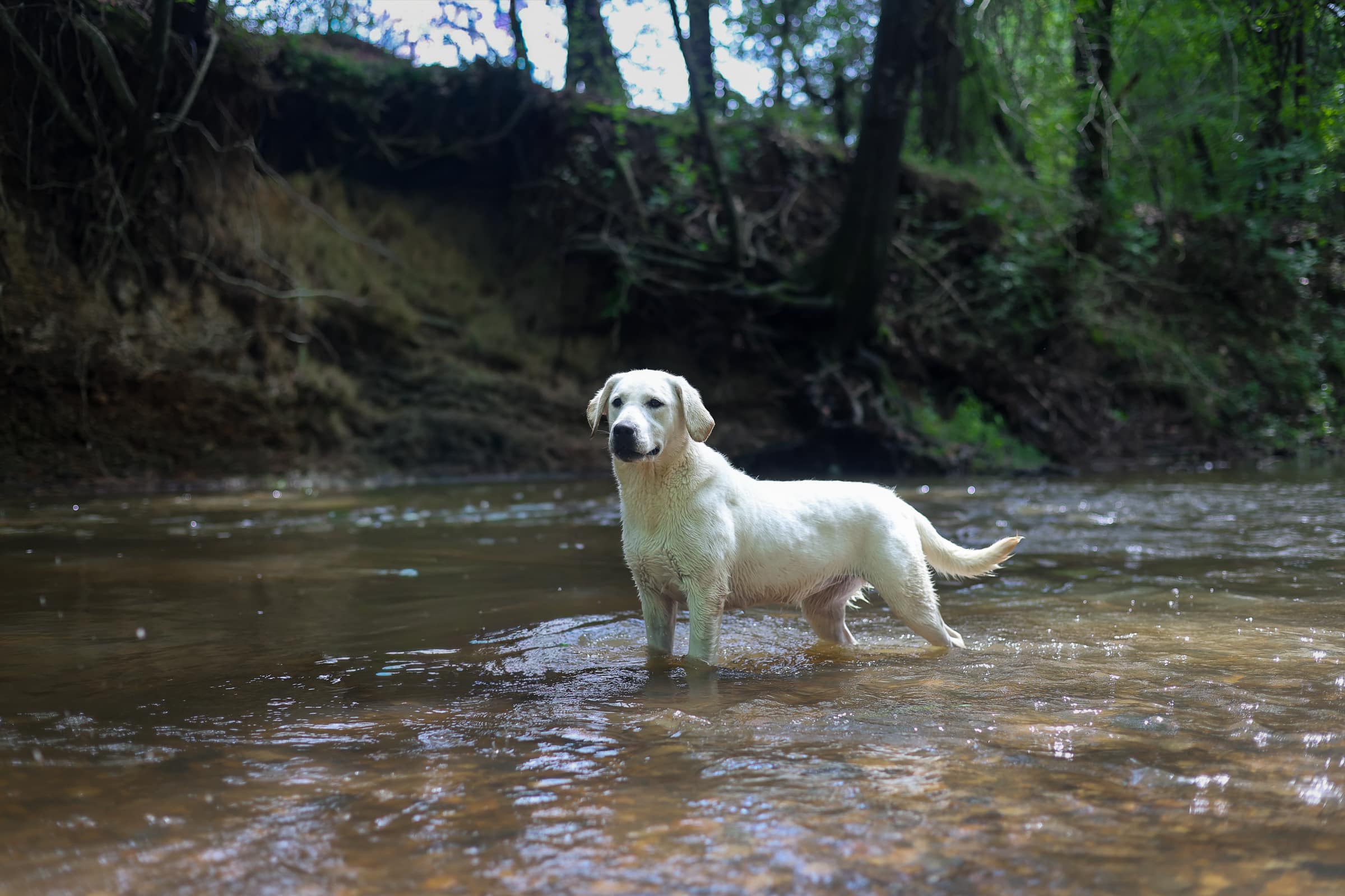 Rachel – Beautiful White Labrador