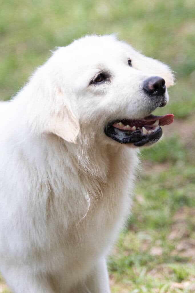 white golden retriever shaking head