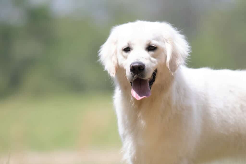 white golden retriever in a field