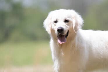 white golden retriever in a field