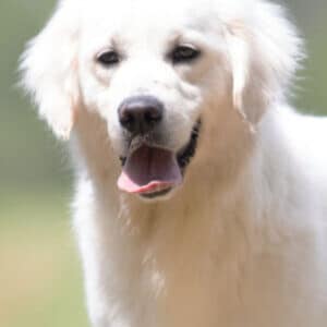 white golden retriever