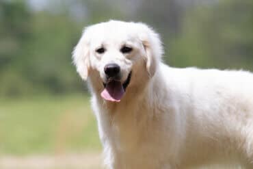 english creme golden retriever