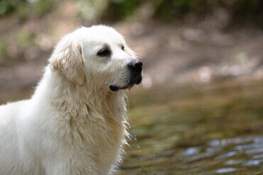 white golden retriever in the creek