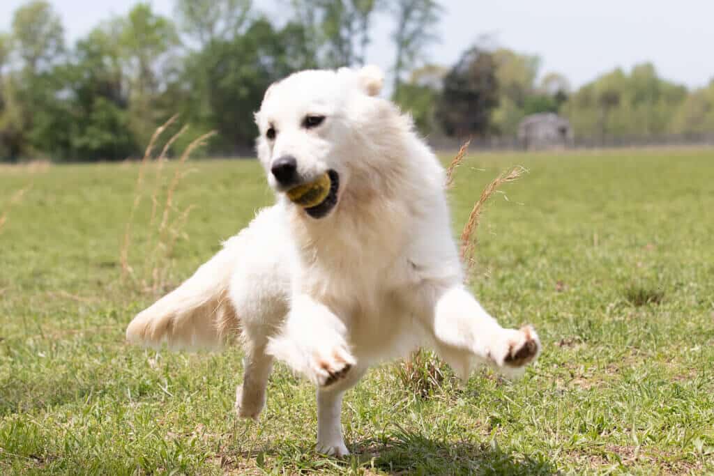 white golden retriever with ball in the mouth