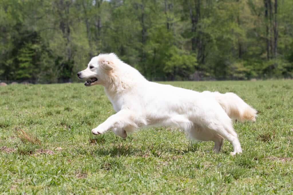 white golden retriever running