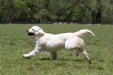 golden retriever running in grass